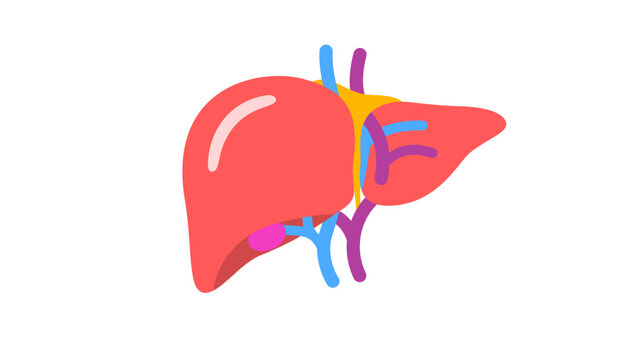 Human Liver Anatomy Vector Illustration