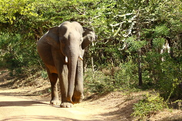 Fototapeta premium A rare giant of the wild. 🐘✨ The Sri Lankan Tusker stands as a symbol of strength, heritage, and the enduring spirit of Sri Lanka’s wilderness