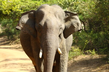 Naklejka premium A rare giant of the wild. 🐘✨ The Sri Lankan Tusker stands as a symbol of strength, heritage, and the enduring spirit of Sri Lanka’s wilderness