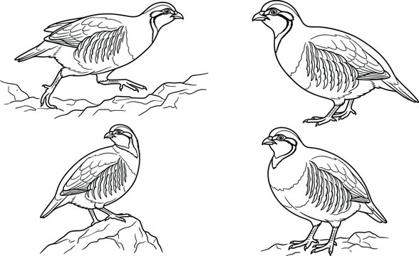 Chukar Partridge Bird Icon Set Featuring Detailed Line Art Drawings of Gamebirds in Diverse Poses and Rocky Terrains Vector Illustration