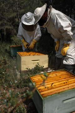 Two beekeepers inspecting open beehive boxes during hive management