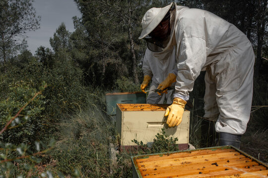 Two beekeepers inspecting open beehives in outdoor apiary
