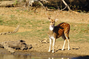Alert Spotted Deer Standing Near a Waterhole in Yala National Park, Sri Lanka © Bandura