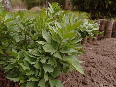 Close up of young leaves of lovage in a home garden in May.