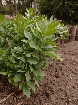 Close up of young leaves of lovage in a home garden in May.