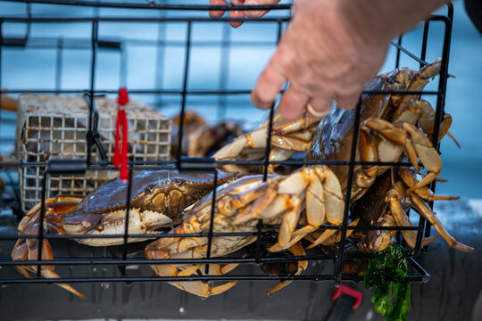 Crab pot