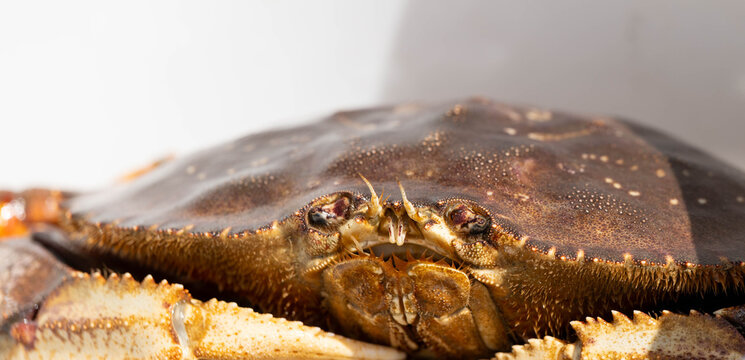close up of crab