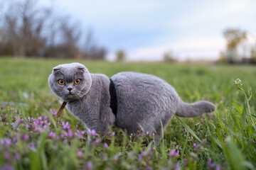 Obraz premium frightened Scottish Fold cat walks carefully on a leash through green garden grass dotted with tiny wild flowers, pausing to listen to surrounding nature with curious and alert expression.