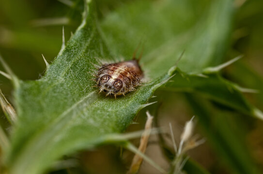 Close-up of a Thistle Tortoise beetle larva  (Cassida Rubiginosa) England