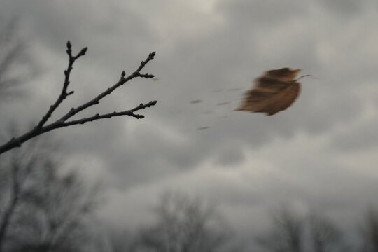 The last dry leaf swept from a branch by wind against a gray sky.