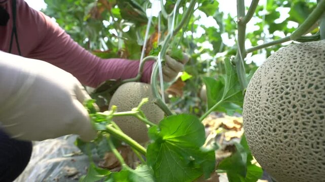 Melon slice fresh fruit hand touch farming harvesting agriculture food ingredient k fruit 멜론 과일 조각 신선 손 터치 농사 재배 수확 농업 한국 멜론 식재료 디저트 식품 메론 참외