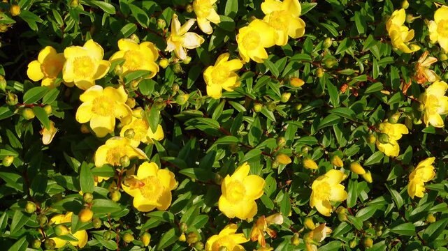 Yellow hypericum flowers swaying in the wind