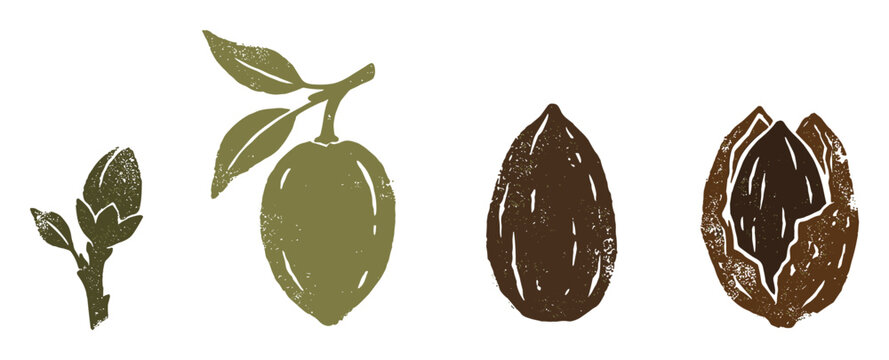 Almond botanical silhouette illustration showing plant life cycle stages in olive green and brown tones, ideal for food packaging
