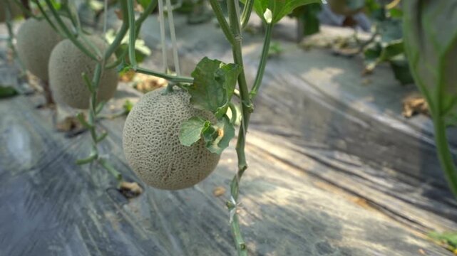 Melon slice fresh fruit hand touch farming harvesting agriculture food ingredient k fruit 멜론 과일 조각 신선 손 터치 농사 재배 수확 농업 한국 멜론 식재료 디저트 식품 메론 참외