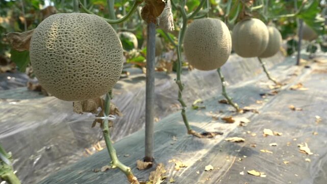 Melon slice fresh fruit hand touch farming harvesting agriculture food ingredient k fruit 멜론 과일 조각 신선 손 터치 농사 재배 수확 농업 한국 멜론 식재료 디저트 식품 메론 참외
