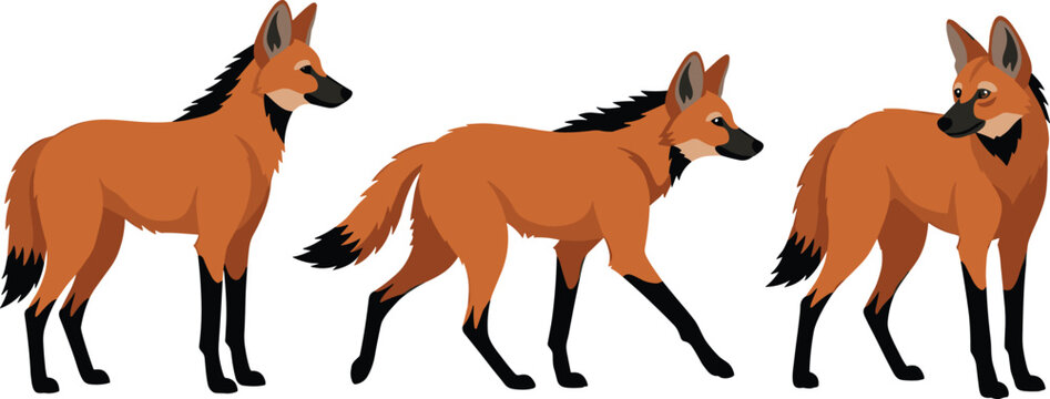 Maned Wolf Vector Illustration Set Featuring Exotic South American Canid with Long Black Legs Standing and Walking for Grassland Wildlife and Nature Education DesignsManed Wolf Vector Illustration Set