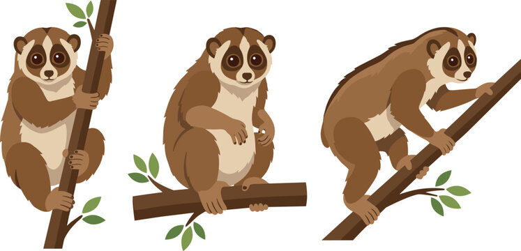 Slow Loris Vector Illustration Set Featuring Cute Primate Climbing and Sitting on Tree Branches for Tropical Rainforest Wildlife and Nature Conservation Graphic DesignsSlow Loris Vector Illustration S
