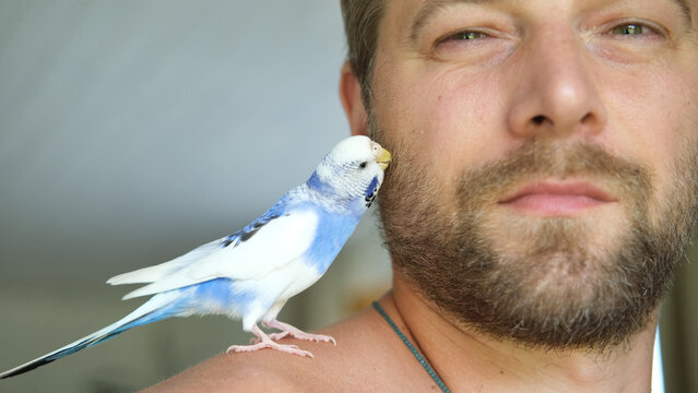 Cute blue budgerigar bird sitting on hand, touching face of its owner. Friendly domestic parakeet pet interacting with man, funny trust moments. Domestic Pets, Bird Ownership. Animal assisted therapy