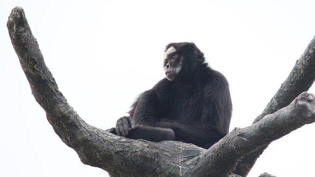 White-Cheeked Spider Monkey Resting on a Large Tree Branch