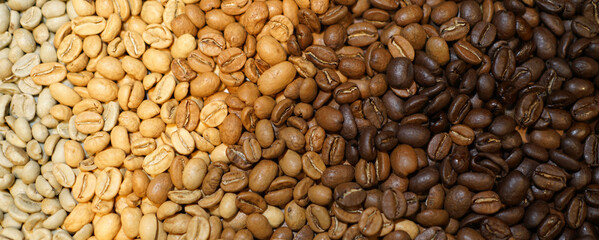 Obraz premium Roasted coffee beans from light to dark. Roasting gradient showing texture. Close up of arabica coffee beans background pattern. Roasted coffee beans. Barista concept of roasted coffee.