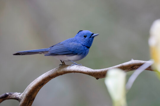Black-naped Monarch (Hypothymis azurea )bird perched on a tree branch with natural background in tropical rainforest.