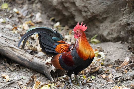 A male Red Junglefowl (Gallus gallus) eating worms on the ground.