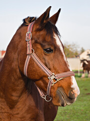 Obraz premium Close up profile portrait of a beautiful brown horse with a halter on a pasture