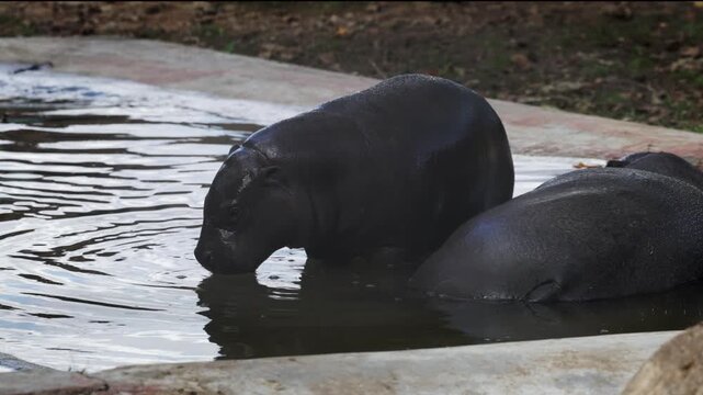Baby pygmy hippo stands beside its mother in the water, opening its mouth briefly while the mother remains calmly resting next to it.