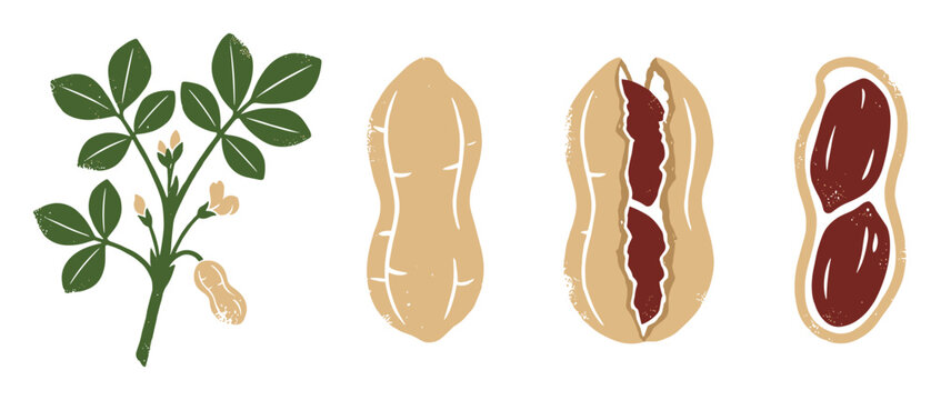 Peanut plant and nuts illustration showing growth stages: green plant, whole shell, opened shell, kernels. Great for agriculture education