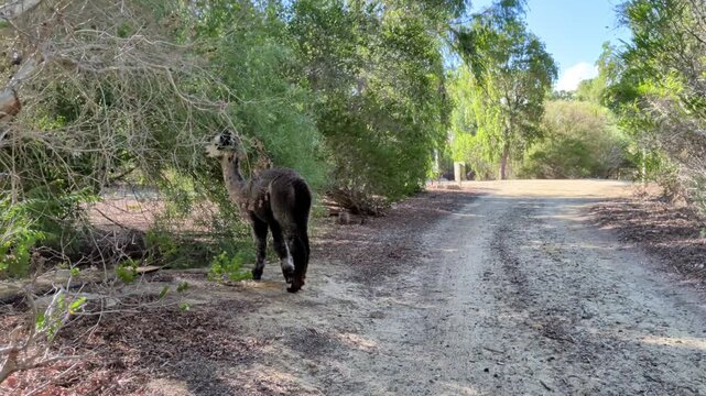 An alpaca strolls down a dirt path surrounded by trees and bushes on a sunny day.
