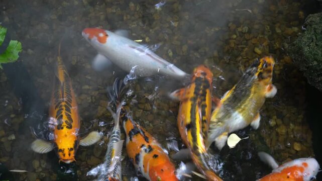 Vibrant koi fish swim gracefully in a clear pond with pebbles and aquatic plants