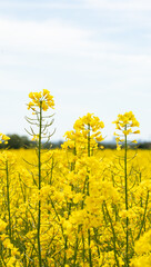 Obraz premium Close-up of rapeseed flowers, canola, rapeseed field in spring. Clody sky, day light, rural scenery, landscape, agriculture.