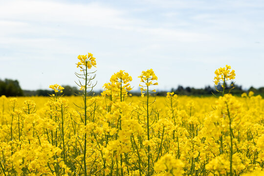 Close-up of rapeseed flowers, canola, rapeseed field in spring. Forest clearing in the background. Clody sky, day light, rural scenery, landscape, agriculture.