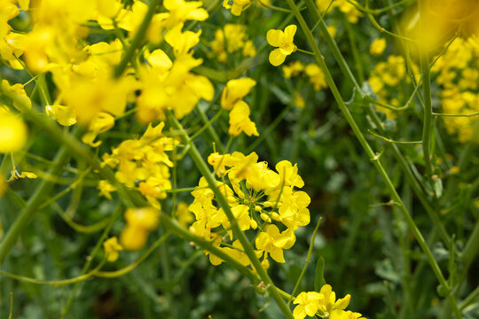 Close-up of rapeseed flowers, canola, rapeseed field in spring. Clody sky, day light, rural scenery, landscape, agriculture.