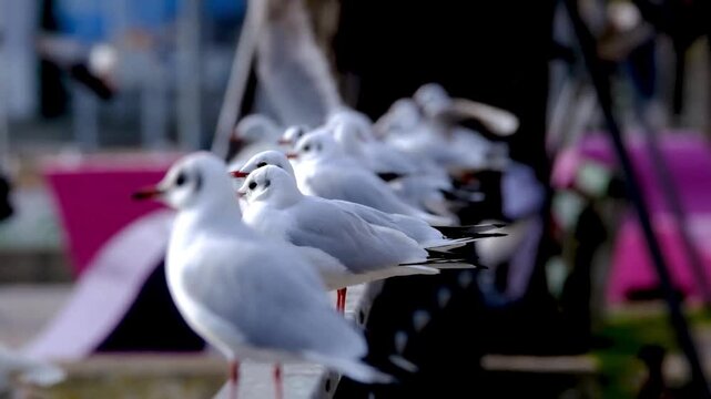Seagulls flocking and landing near pink structure in outdoor setting
