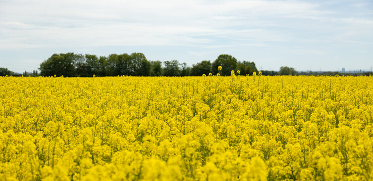 Rape flowers, canola, rapeseed field in spring. Forest clearing in the background. Clody sky, day light, rural scenery, landscape, agriculture.