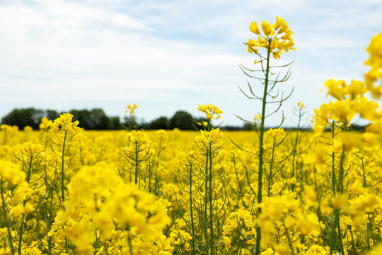 Rape flowers, canola, rapeseed field in spring. Forest clearing in the background. Clody sky, day light, rural scenery, landscape, agriculture.