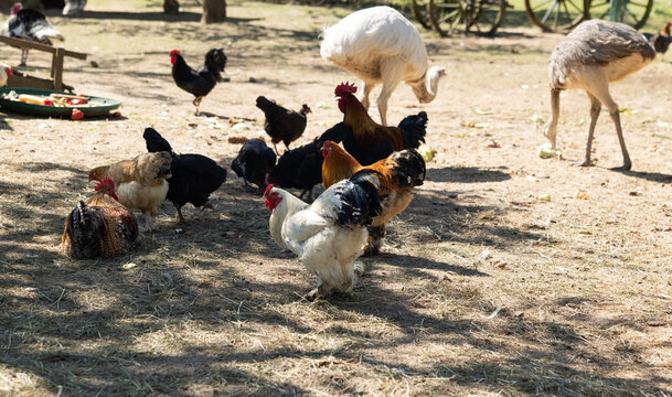 An outdoor enclosure with chickens, a rooster, and rheas, animal farming. Poultry, animals, Nandu, free-range animal husbandry, animal breeding.