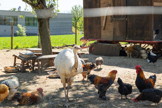 An outdoor enclosure with chickens, a rooster, and rheas, animal farming. Poultry, animals, Nandu, free-range animal husbandry, animal breeding.