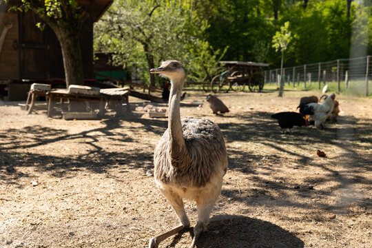 Close shot of an rhea, outdoor enclosure with chickens and rooster, animal farming. Poultry, animals, Nandu, free-range animal husbandry, animal breeding.