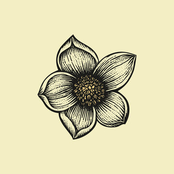 Vintage Hand Drawn Detailed Flower Blossom Vector Illustration
