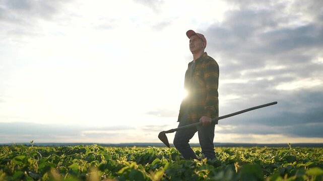 A man works in the soybean field, tending to crops with a hoe. The farmer walks through the lush agriculture field, focused on his soybean plants.