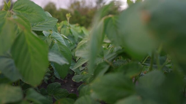 A woman inspects a soybean field, surrounded by lush green soybean plants. The agriculture field is thriving with mature soybean foliage everywhere.