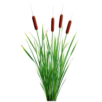 Bulrush plants, asset stock