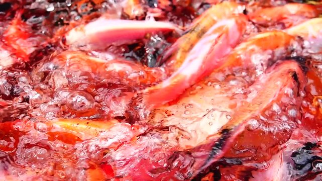 Supper Slow HD 240fps A detailed top-down view of bright orange and red fish moving continuously under the water surface.