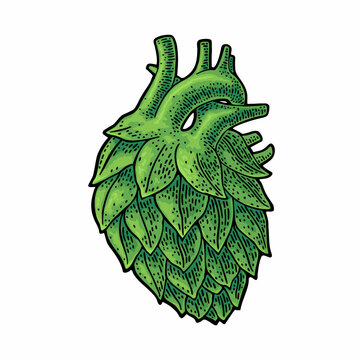 A hop cone like a human anatomy heart. Vector color vintage engraving illustration isolated on white. Hand drawn design element for poster, web, label craft beer