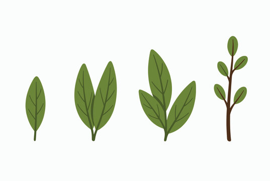 Plant growth stages sequence showing single leaf progressing to a leafy branch, nature development concept, vector.