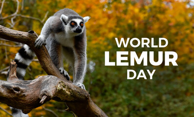 World Lemur Day poster stock photo images. Ring-tailed lemur on the tree photo stock. Template for background, banner, card. Last Friday of October. Important day © betka82