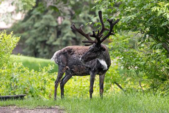 reindeer standing in green forest with large antlers