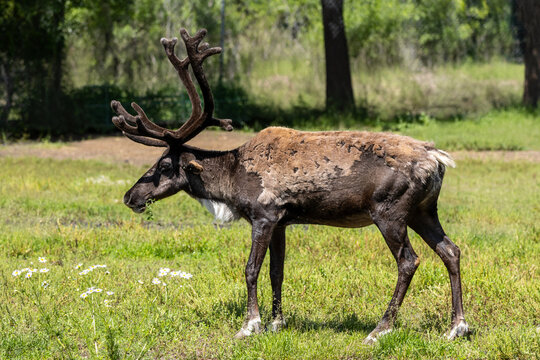 side profile reindeer with antlers